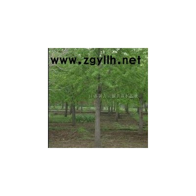 银杏树 银杏苗 银杏果 实生树