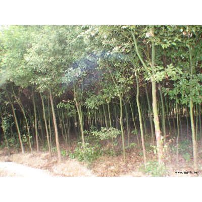 各种规格的红枫