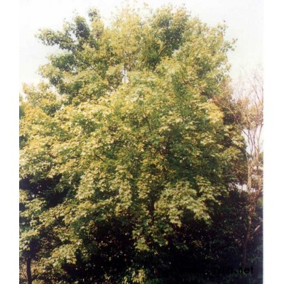 各种规格的紫薇