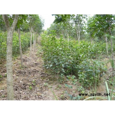 地径2-6桂花小苗