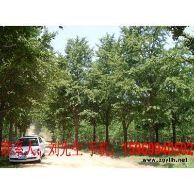 银杏树苗木，实生树