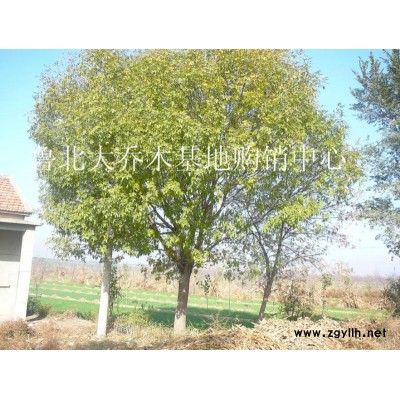 白蜡山东白蜡，国槐