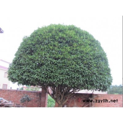 八月桂，四季桂，银杏树