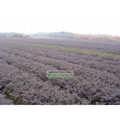 红花继木女贞黄杨八角金盘苗农直供