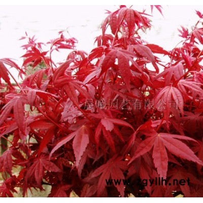 四川彩叶树（红枫.红橡.红栌.紫荆.枫香.红叶杨等彩叶苗木