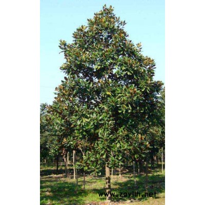 桂花 银杏 广玉兰 香樟