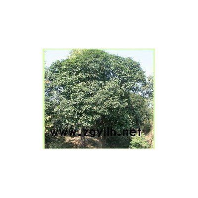 朱砂桂 ，丹桂，广玉兰