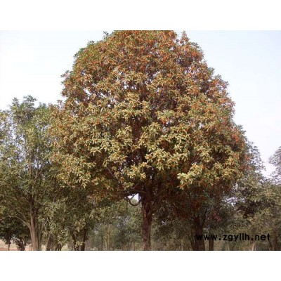 高分枝大桂花树