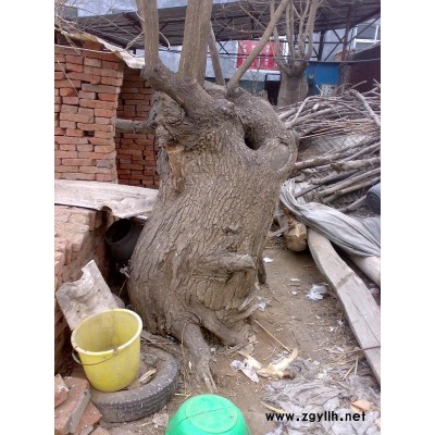 国槐古树 4棵出售