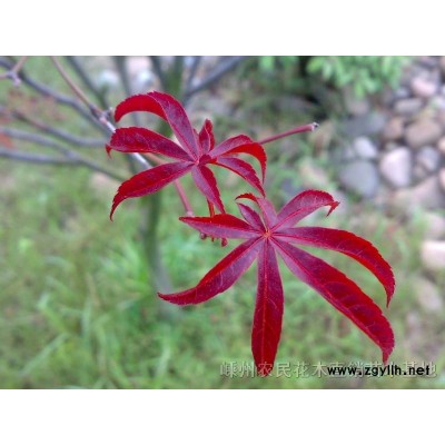 日本樱花，海棠，鸡爪戚，红枫，玉兰，紫薇，花桃绿化苗嫁接苗