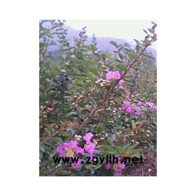 红豆树、落羽杉、华山松等种子