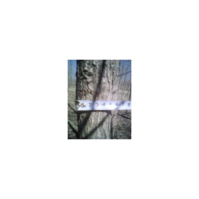 银中杨、小乘黑、柳树苗木、樟子松、花灌木