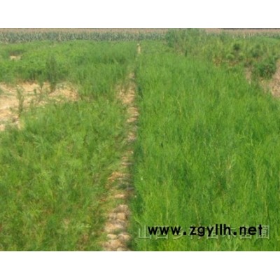 核桃苗，白皮松，苹果苗，油松，侧柏