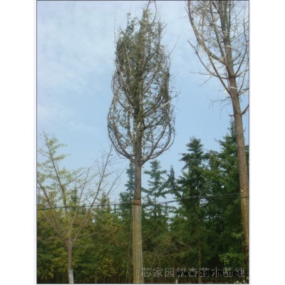 各种规格的银杏苗木