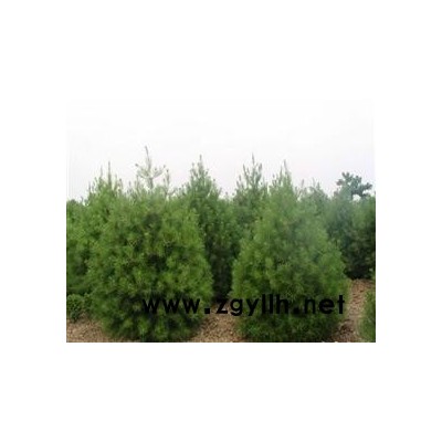 白皮松，国槐，法桐，合欢，柳树，杨树，侧柏，海棠，百日红