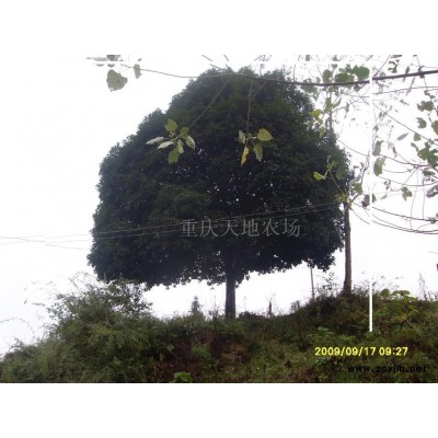 桂花树、银杏、香樟、金弹子、马灵光、罗汉松、紫薇等
