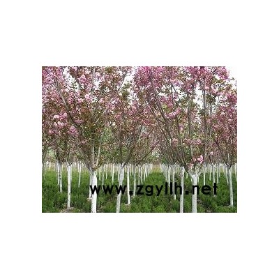 大小叶黄杨球等苗