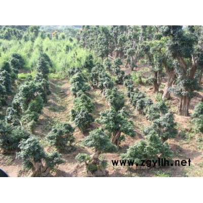 大规格对节白蜡