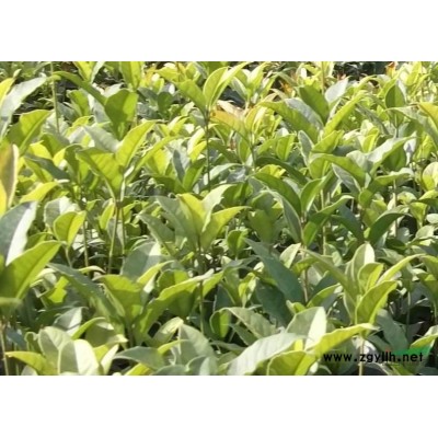 1-2年生桂花扦插苗