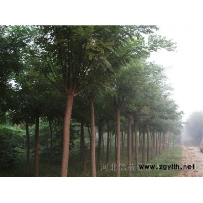 国槐、法桐、火炬、速生柳