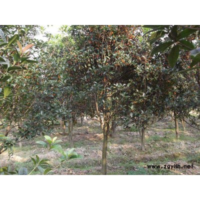 大规格丛生桂花