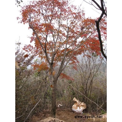 10--21公分鸡爪槭