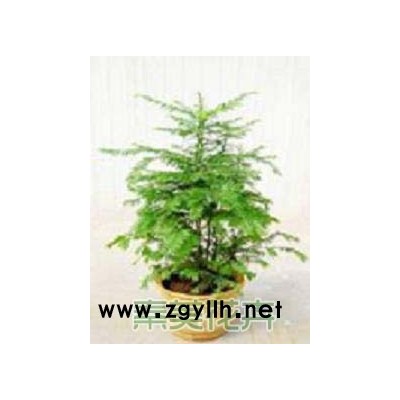 富贾竹笼、鸡心藤、龙血铁