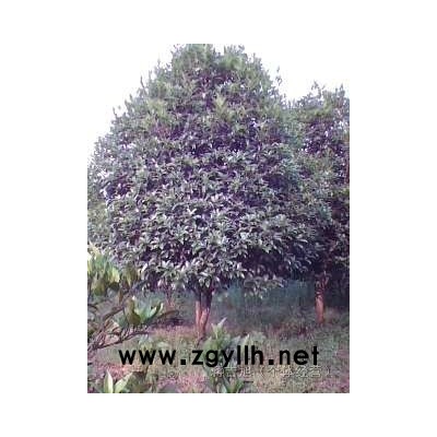 20公分以上大型桂花树