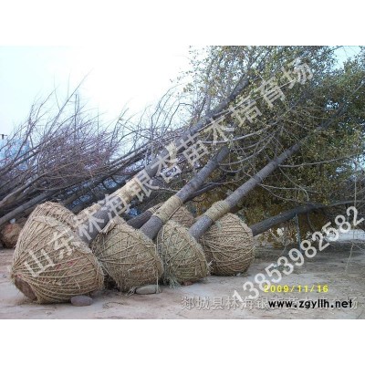 米经10-60公分银杏、法桐、石榴、国槐等景观苗木