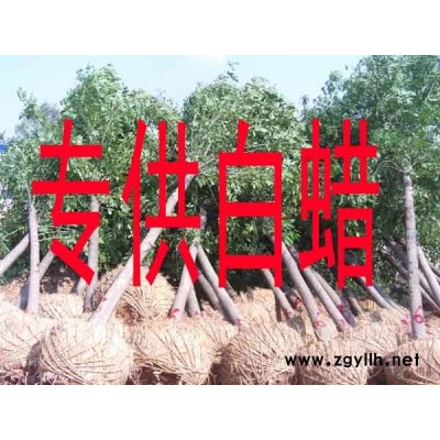 白蜡 国槐  刺槐  榆树  法桐  杜梨树