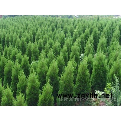 蜀桧，紫薇，红瑞木