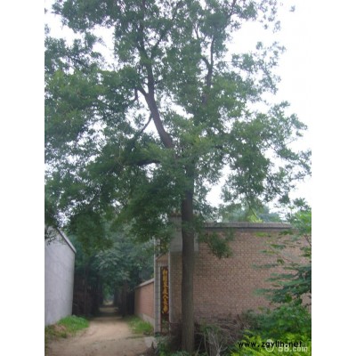 北方旱柳 河北旱柳 保定旱柳 供应旱柳