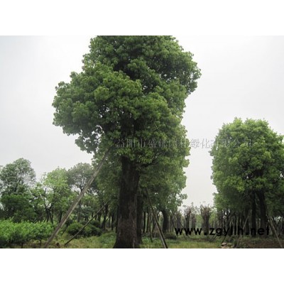 香樟|香樟树|樟树|小叶樟报价批发