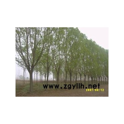 国槐、白蜡、合欢