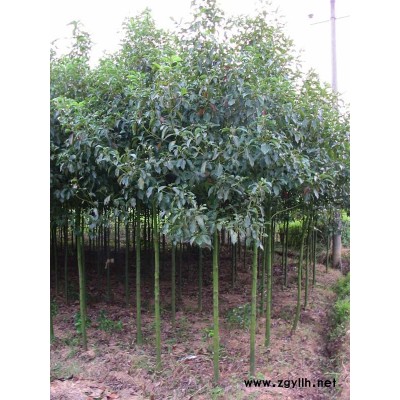 高干女贞,石楠,海桐,红叶李