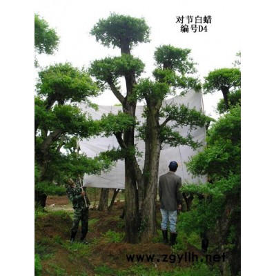 精品景观树-对节白蜡与柞树