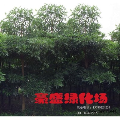 盆架子、灯架树