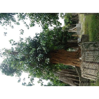 菩提树、胸径1米-1.2米