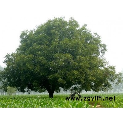 百年核桃、红叶杨、三角枫、木瓜、乌桕、白玉兰、栾树、侧柏、杜