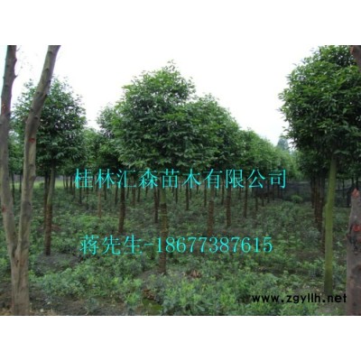 广西银杏树桂花树价格广西银杏树银杏树苗