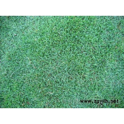 榉树移栽2年以上，全冠，精品树形