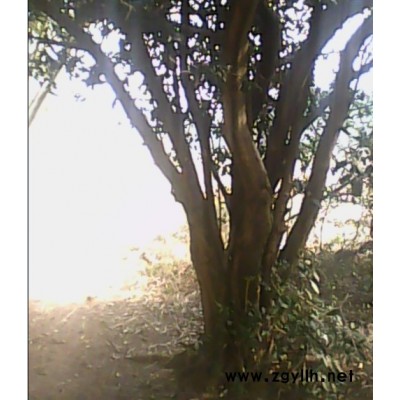 百年以上大型苟骨