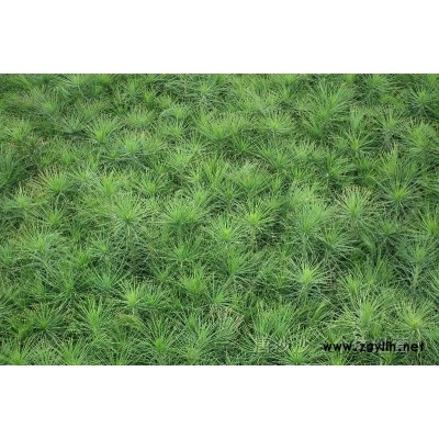 大量樟子松、油松幼苗