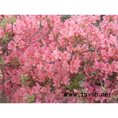 映山红（野杜鹃）