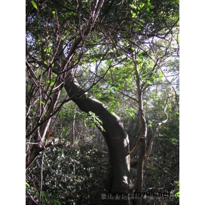 樟树，金桂，沙朴，马褂