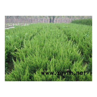 江苏花木销售处