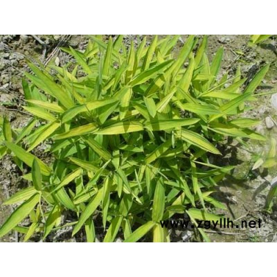 金镶玉竹、紫竹、红竹、黄金竹、翠竹、罗汉竹等