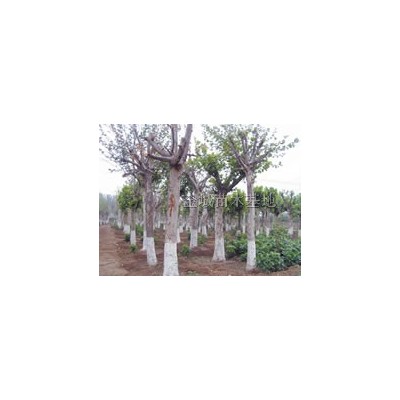 速生法桐，造型法桐，白蜡