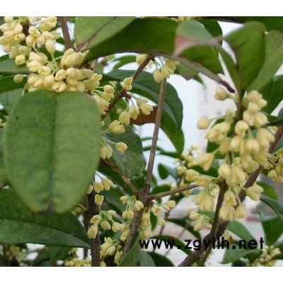 桂花树、罗汉松、红豆杉、杜英、紫微、含笑、香樟等