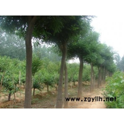 国槐，女贞，樱花，百日红